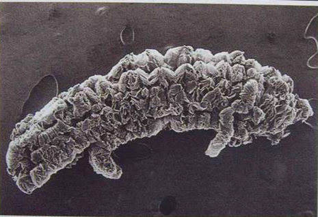 可膨胀石墨蠕虫(图1)